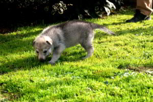 Cuccioli della cucciolata F Ezechielelupo