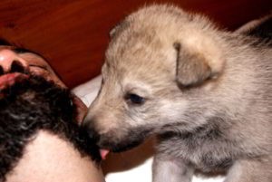 Cuccioli della cucciolata F Ezechielelupo