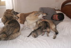 Cuccioli della cucciolata F Ezechielelupo