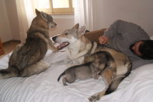 Cuccioli della cucciolata F Ezechielelupo