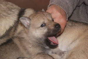 Cuccioli della cucciolata F Ezechielelupo