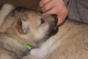 Cuccioli della cucciolata F Ezechielelupo