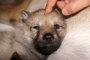 Cuccioli della cucciolata F Ezechielelupo