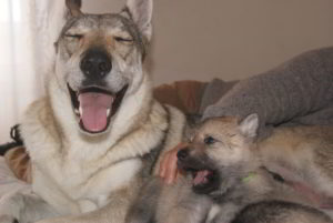 Cuccioli della cucciolata F Ezechielelupo