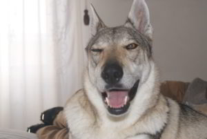 Cuccioli della cucciolata F Ezechielelupo