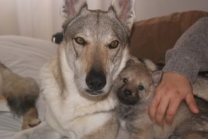 Cuccioli della cucciolata F Ezechielelupo