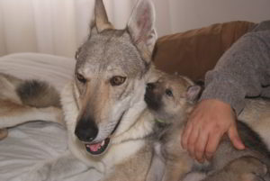 Cuccioli della cucciolata F Ezechielelupo