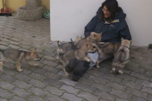 Cuccioli della cucciolata F Ezechielelupo