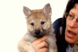 Cuccioli della cucciolata F Ezechielelupo