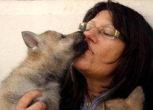 Cuccioli della cucciolata F Ezechielelupo