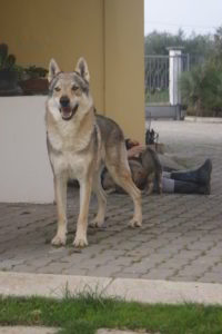 Cuccioli della cucciolata F Ezechielelupo