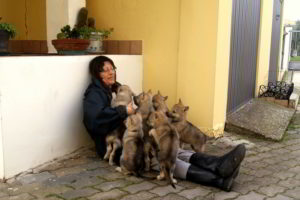 Cuccioli della cucciolata F Ezechielelupo