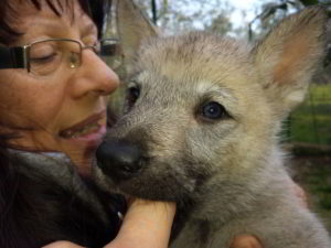Cuccioli della cucciolata F Ezechielelupo