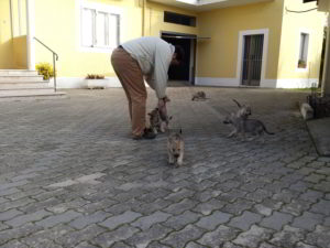 Cuccioli della cucciolata F Ezechielelupo