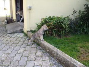 Cuccioli della cucciolata F Ezechielelupo