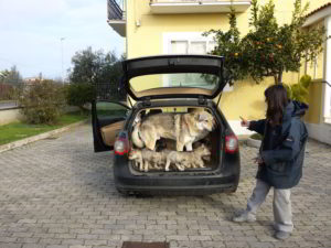 Cuccioli della cucciolata F Ezechielelupo