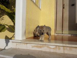 Cuccioli della cucciolata F Ezechielelupo