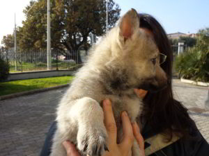 Cuccioli della cucciolata F Ezechielelupo