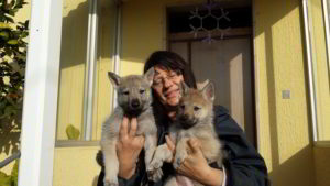 Cuccioli della cucciolata F Ezechielelupo