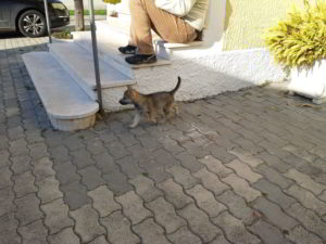 Cuccioli della cucciolata F Ezechielelupo