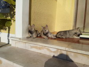 Cuccioli della cucciolata F Ezechielelupo