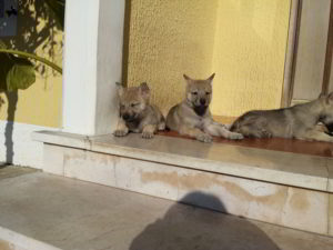 Cuccioli della cucciolata F Ezechielelupo