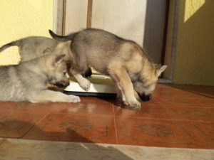 Cuccioli della cucciolata F Ezechielelupo