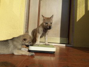 Cuccioli della cucciolata F Ezechielelupo