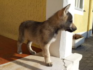 Cuccioli della cucciolata F Ezechielelupo