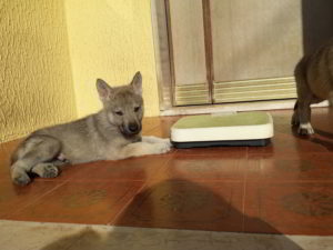 Cuccioli della cucciolata F Ezechielelupo