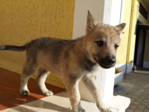 Cuccioli della cucciolata F Ezechielelupo