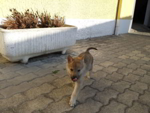 Cuccioli della cucciolata F Ezechielelupo