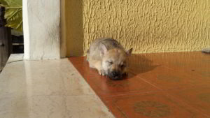 Cuccioli della cucciolata F Ezechielelupo