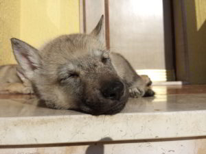 Cuccioli della cucciolata F Ezechielelupo