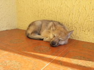 Cuccioli della cucciolata F Ezechielelupo