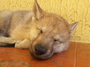 Cuccioli della cucciolata F Ezechielelupo