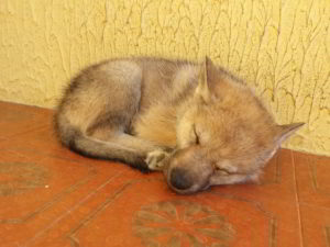 Cuccioli della cucciolata F Ezechielelupo