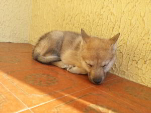 Cuccioli della cucciolata F Ezechielelupo