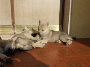 Cuccioli della cucciolata F Ezechielelupo