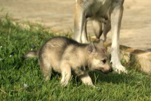 Cuccioli G allevamento del cane lupo cecoslovacco Ezechielelupo