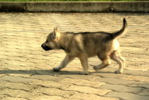 Cuccioli G allevamento del cane lupo cecoslovacco Ezechielelupo