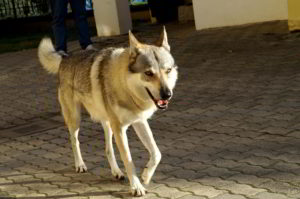 Bloody Sunday Ezechielelupo - Cash