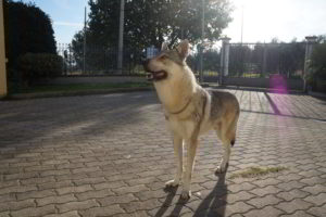 Bloody Sunday - Cash