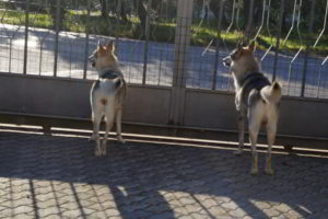 Bloody Sunday - Cash