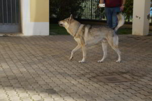 Bloody Sunday - Cash