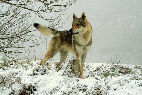 Allevamento cane lupo cecoslovacco