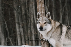 IWA Lupo web filigrana-29