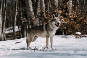 IWA Lupo web filigrana-42