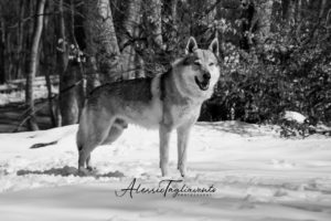 IWA Lupo web filigrana-43