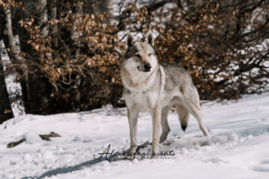 IWA Lupo web filigrana-56